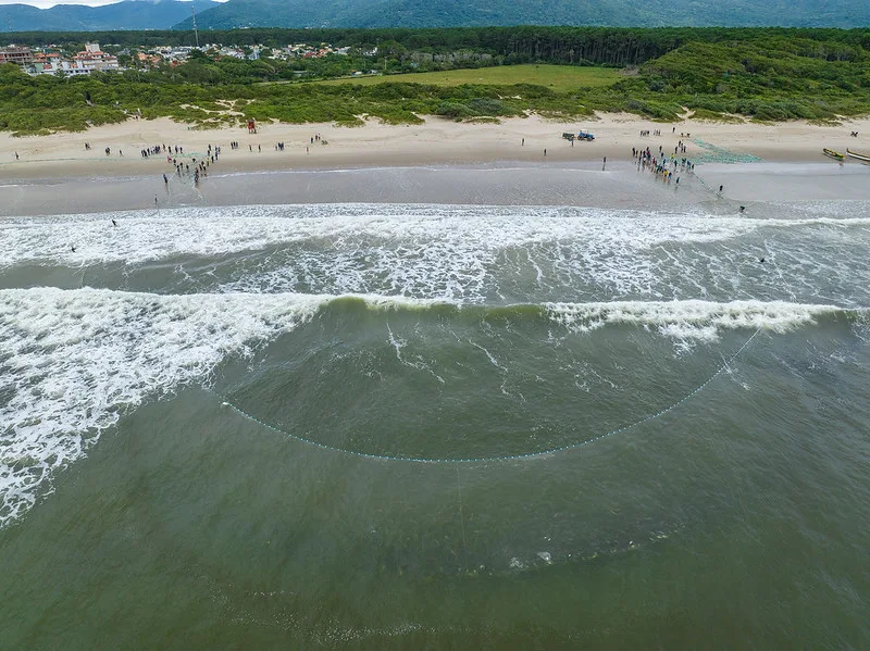 Com a participação do governador do Estado, lanço na praia da Barra da Lagoa captura milhares de tainhas Com a participação do governador do Estado, lanço na praia da Barra da Lagoa captura milhares de tainhas