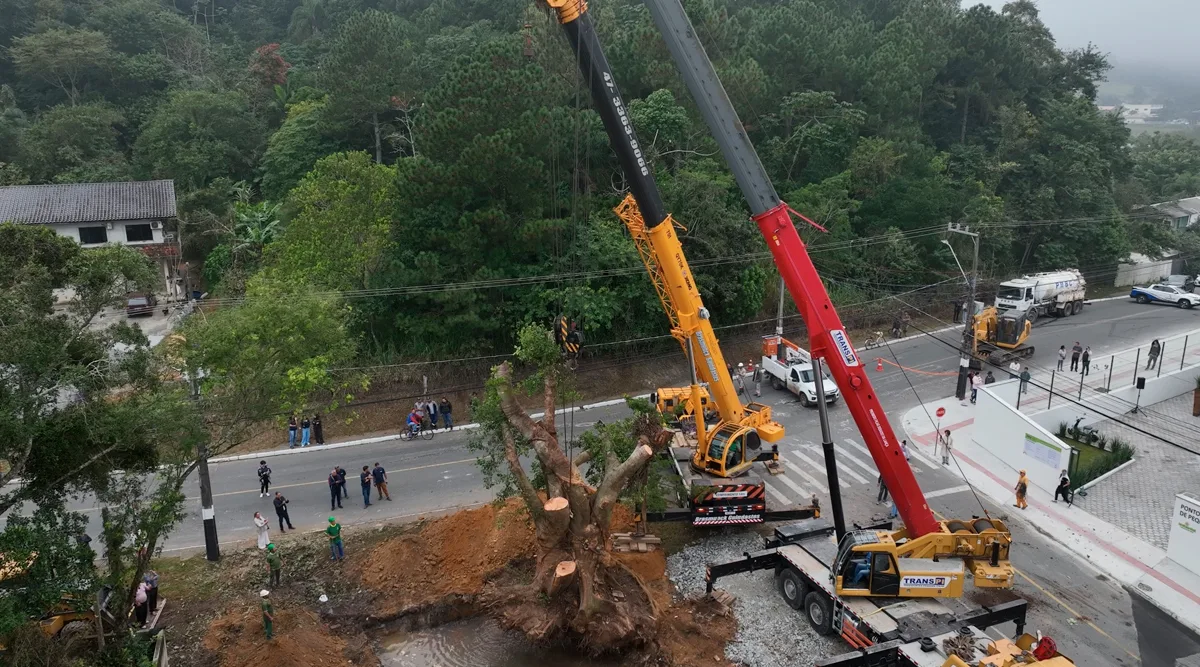 Prefeitura transplanta figueira centenária